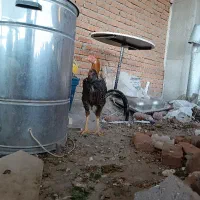 خروس لاری اصل|حیوانات مزرعه|بناب, |دیوار