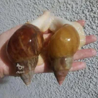 حلزون و خاویار