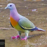 جفت کبوتر حلقه به پا