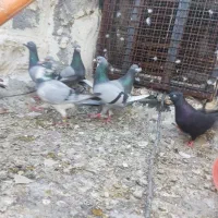 تعداد کبوتر