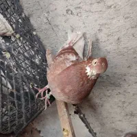 دم سفید چونه سفید کاکلی