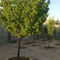 فروش باغ ویلادر مقصود آباد رسالت کشمیری|فروش خانه و ویلا|مشهد, مقصود آباد|دیوار