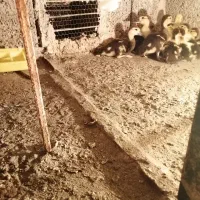 بچه اردک اسراییلی