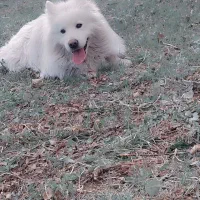 گمشده در میاندوآب کوی آزادگان