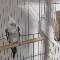 عروس هلندی مولد