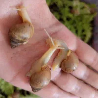 فروش حلزون آلبینو و خاویار حلزون