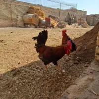 خروس ۱۰ ماهه|حیوانات مزرعه|حبیب آباد, |دیوار