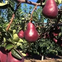 نهال وگل فروشی وهرس کاری|گل و گیاه طبیعی|اردبیل, |دیوار