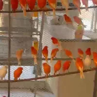 فروش ۱۲۰ عدد ردفاکتور