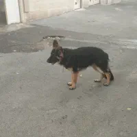 واگذاری ژرمن