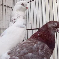 کبوتر نوک قنار سفید سرخ سرور