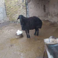 قوچ قره قزل