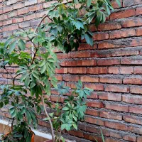 گلهای آپارتمانی ۶۰۰تومان