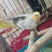 یک عروس هلندی مرواریدی ماده آماده جفت گیری