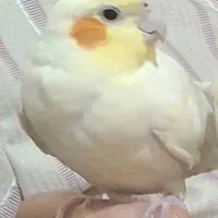 عروس هلندی گمشده با مژدگانی زیاد|حیوانات|کوهدشت, |دیوار