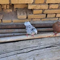 ماده|پرنده|کارون, |دیوار