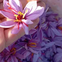 ریشه زعفران خوش عطر و خوش رنگ