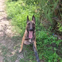 مالینویز اصیل7ماهه|سگ|رودسر, |دیوار