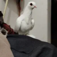 کبوتر قرمزی قوز