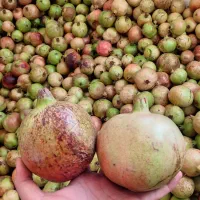 فروش عمده انار درجه یک طارم