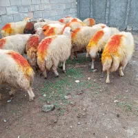 گوسفند آبستن|حیوانات مزرعه|مهران (ایلام), |دیوار