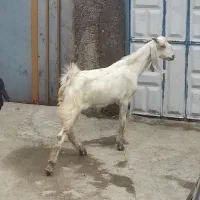 بزغاله نر