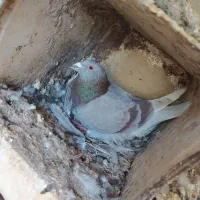 بوم پلاکی|پرنده|شاهین‌شهر, عطار|دیوار