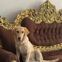 واگذاری گلدن رتریور