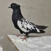 کفترسینه سیاه