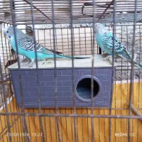 مرغ عشق|پرنده|ایذه, |دیوار