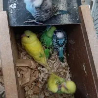 هلندی انگلیسی نیمه و رنگین کمان