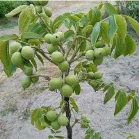 فروش نهال|خدمات باغبانی و درختکاری|امامزاده عبدالله, |دیوار