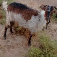 حیوانات مزرعه بز. چنبیش