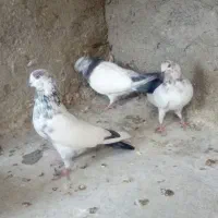 پنج عدد کبوتر پرشتی