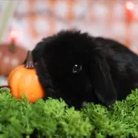 خرگوش کوچولو پاندایی