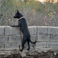 حیوان خانگی جانی|سگ|مشگین شهر, |دیوار