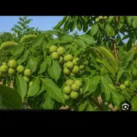 خریدارگردوباپوست سبزبه صورت نقدی