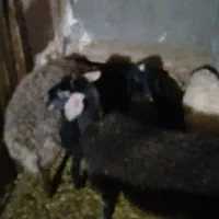 چهارعدد بره دو نر دو ماده