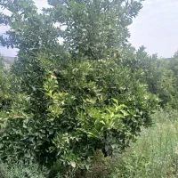 ۳ هکتار باغ دزفول معاوضه با ملک یا خودرو