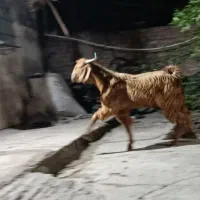 کره نر