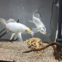 کوی سوپرباله بلند نروماده ۳۰ سانتی رنگ عالی