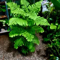 گل های جدید آپارتمانی رسید