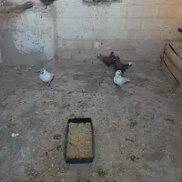 کفتر تهرانی