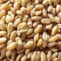 انواع گندم بذری بصورت عمده|عمده‌فروشی|اهواز, امانیه|دیوار