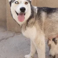 سگ گم شده|سگ|سراوان, |دیوار