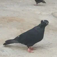یک جفت زاغ