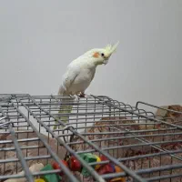 عروس هلندی لوتینو ماده مولد|پرنده|نورآباد, |دیوار