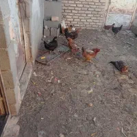 مرغ و طاقچه