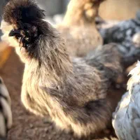 مرغ ابریشمی اوپال اصل|حیوانات مزرعه|تهران, بازار|دیوار