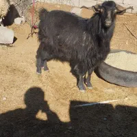 1راس گوسفند خیلی چاق